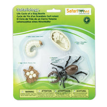 Load image into Gallery viewer, Life Cycle of a Stag Beetle
