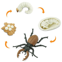 Load image into Gallery viewer, Life Cycle of a Stag Beetle

